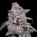 Purple People Eater Auto (DNA Genetics) Feminisoidut