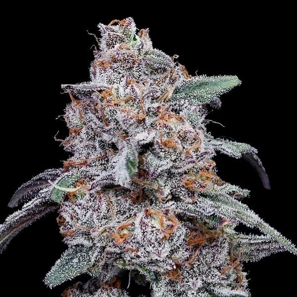 Purple People Eater Auto (DNA Genetics) Feminisoidut