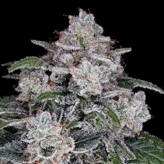 MAC Auto palaa (DNA Genetics), Feminisoidut