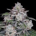 MAC Auto palaa (DNA Genetics), Feminisoidut
