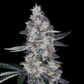 Watermelon Man Auto (DNA Genetics) Feminisoidut