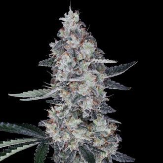 Watermelon Man Auto (DNA Genetics) Feminisoidut