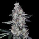 Watermelon Man Auto (DNA Genetics) Feminisoidut