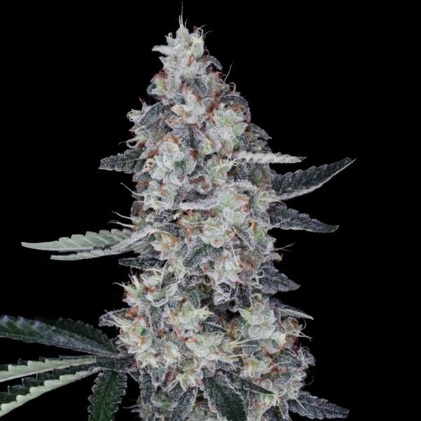 Watermelon Man Auto (DNA Genetics) Feminisoidut
