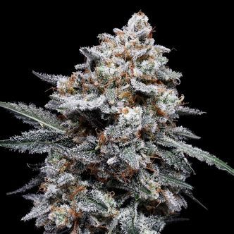Patrick Swayze Auto (DNA Genetics) feminisoidut