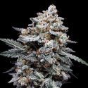 Patrick Swayze Auto (DNA Genetics) Feminisoidut