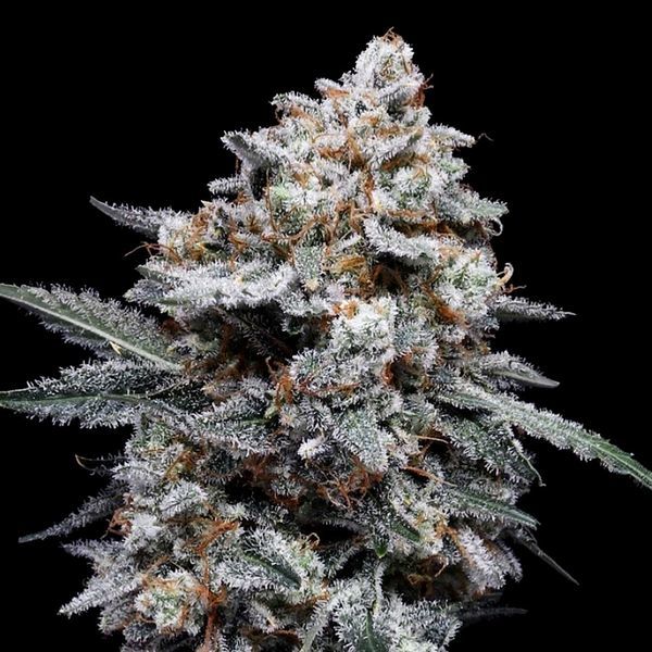Patrick Swayze Auto (DNA Genetics) Feminisoidut