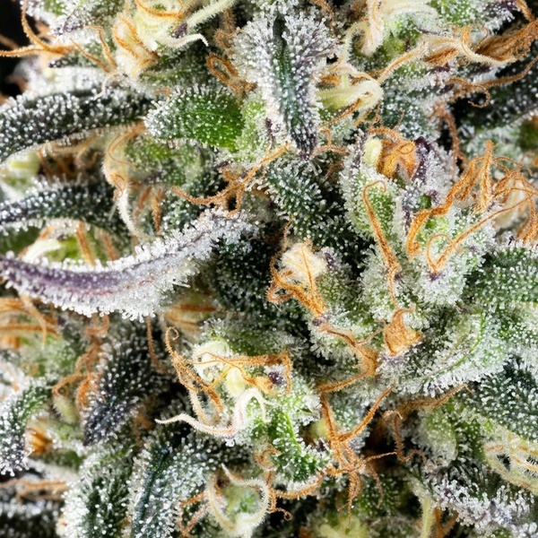 Apple Fritter (Kannabia) Feminisoidut