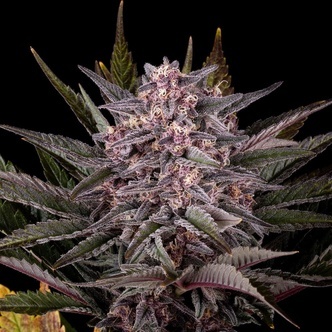 Pink Gelato (Kannabia) feminisoidut