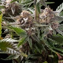 Pink Gelato (Kannabia) Feminisoidut