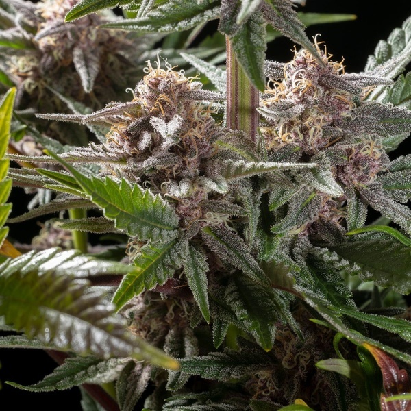 Pink Gelato (Kannabia) Feminisoidut