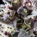 Pink Gelato (Kannabia) Feminisoidut
