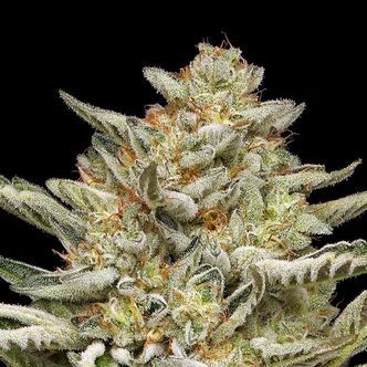 OG Triploid Auto (Humboldt Seed Company) feminisoidut