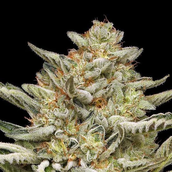 OG Triploid Auto (Humboldt Seed Company) Feminisoidut