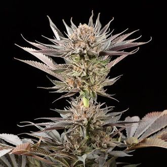Lemon Tree 2.0 (Silent Seeds x Lemon Tree) Feminisoidut