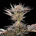Lemon Tree 2.0 (Silent Seeds x Lemon Tree) Feminisoidut