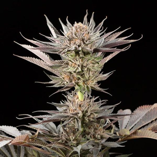 Lemon Tree 2.0 (Silent Seeds x Lemon Tree) Feminisoidut