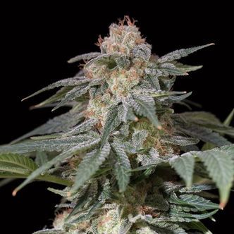 Lemon Tree Fast (Silent Seeds) &ndash; feminisoitu