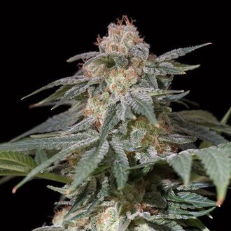 Lemon Tree Fast (Lemon Tree x Silent Seeds) Feminisoidut