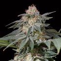 Lemon Tree Fast (Lemon Tree x Silent Seeds) Feminisoidut