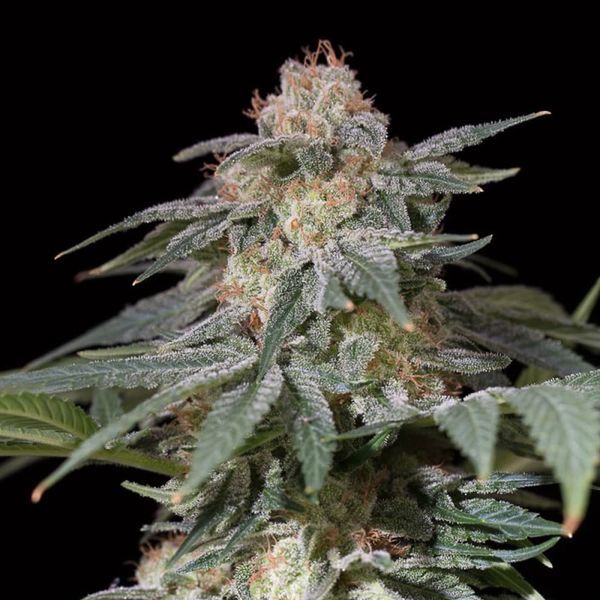 Lemon Tree Fast (Lemon Tree x Silent Seeds) Feminisoidut