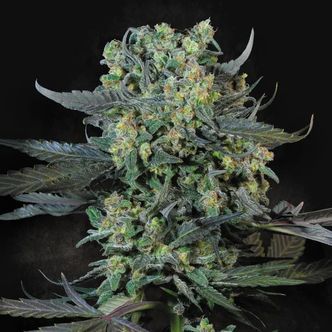 Momo (Paradise Seeds) feminisoidut