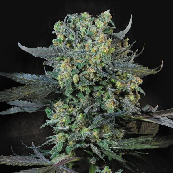Momo (Paradise Seeds) Feminisoidut