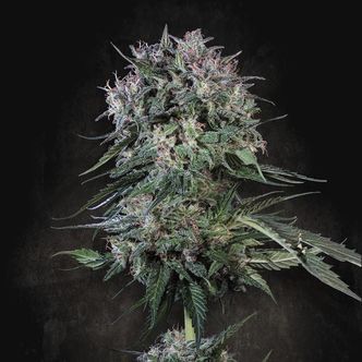 Doppler (Paradise Seeds) feminisoidut kannabiksen siemenet