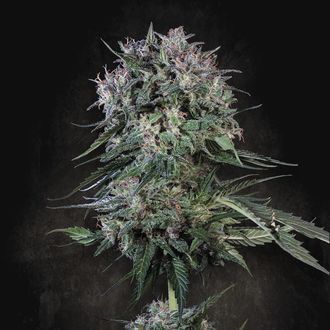 Doppler (Paradise Seeds) Feminisoidut