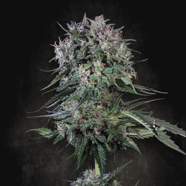 Doppler (Paradise Seeds) Feminisoidut