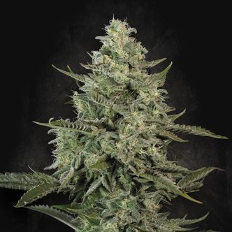 Mendo Cr&egrave;me (Paradise Seeds) feminisoidut