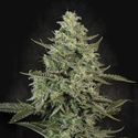 Mendo Crème (Paradise Seeds) Feminisoidut