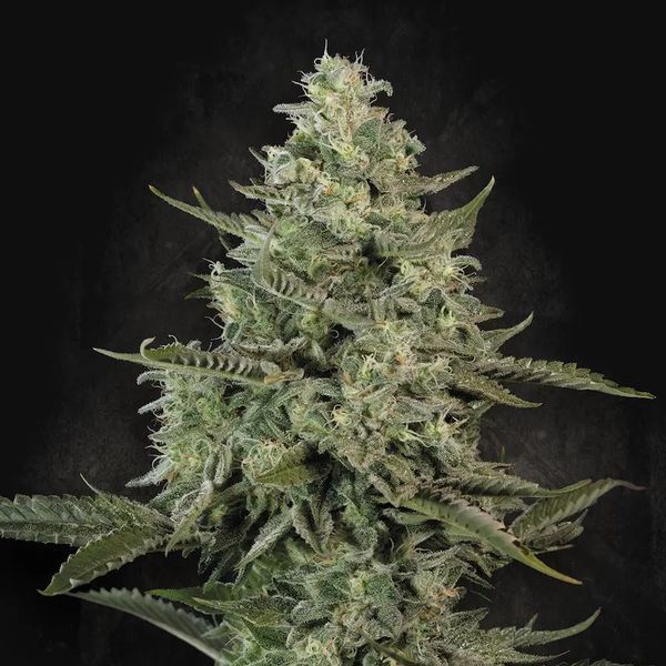 Mendo Crème (Paradise Seeds) Feminisoidut