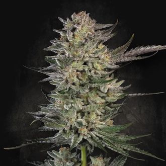 Candy Breath (Paradise Seeds) Feminisoidut