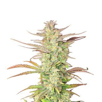 Z-Up Auto (FastBuds) Feminisoidut