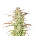 Z-Up Auto (FastBuds) Feminisoidut