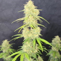 Z-Up Auto (FastBuds) Feminisoidut