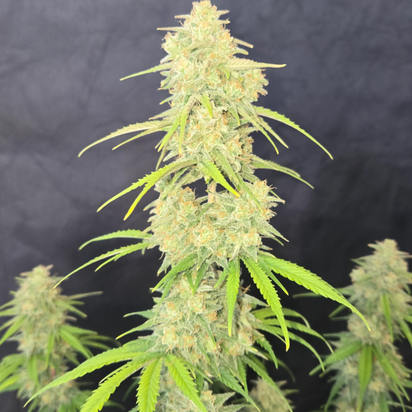 Z-Up Auto (FastBuds) Feminisoidut