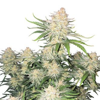 Frostbanger Auto (FastBuds) feminisoidut