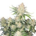 Frostbanger Auto (FastBuds) Feminisoidut