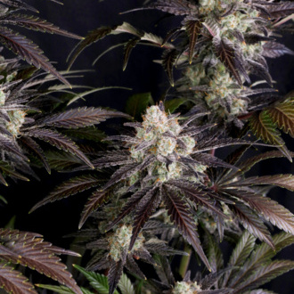 Frostbanger Auto (FastBuds) Feminisoidut