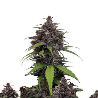 Purple Haze Auto (FastBuds) Feminisoidut