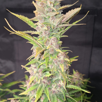 Purple Haze Auto (FastBuds) Feminisoidut