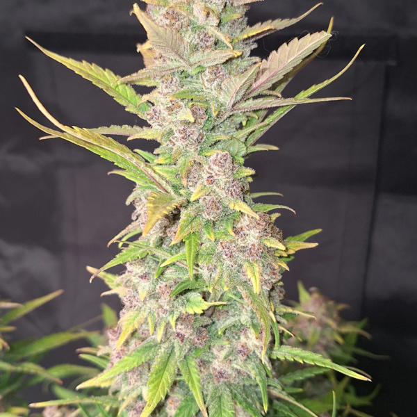 Purple Haze Auto (FastBuds) Feminisoidut