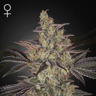 Frosted Guava Auto (Greenhouse Seeds) feminisoitu