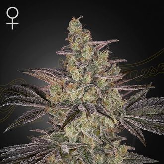 Frosted Guava Auto (Greenhouse Seeds) Feminisoidut