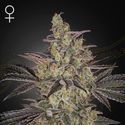 Frosted Guava Auto (Greenhouse Seeds) Feminisoidut