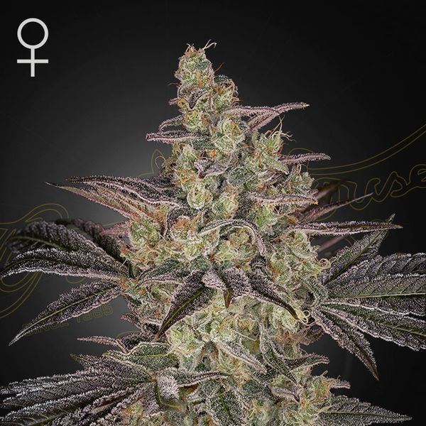Frosted Guava Auto (Greenhouse Seeds) Feminisoidut