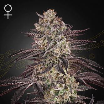 Biscotti Auto (Greenhouse Seeds) feminisoidut