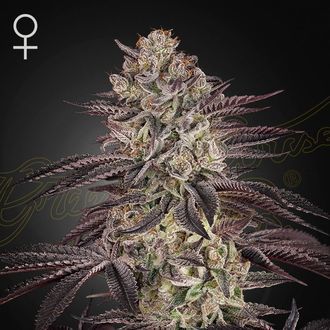 Biscotti Auto (Greenhouse Seeds) Feminisoidut